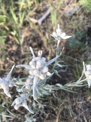 Leontopodium leontopodioides
