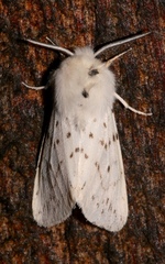 Spilosoma dubia
