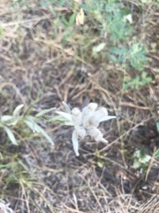 Leontopodium leontopodioides