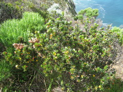 Pultenaea canaliculata