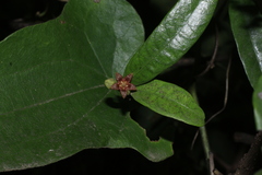 Hemidesmus indicus