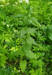 Campanula trachelium