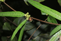 Hemidesmus indicus