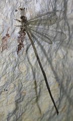 Brachynemurus