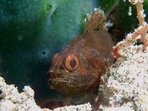 Coral siphonfish (Siphamia corallicola) — Apogonidae — 3