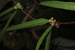 Hemidesmus indicus