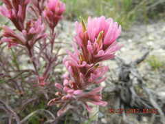 Castilleja angustifolia