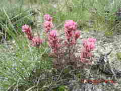 Castilleja angustifolia