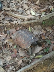 Heosemys spinosa