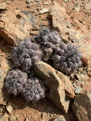 Copiapoa humilis