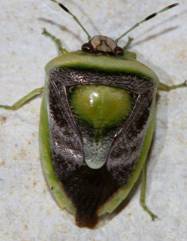 Kermana
