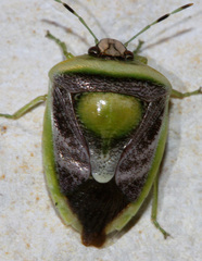 Kermana imbuta