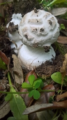 Amanita strobiliformis