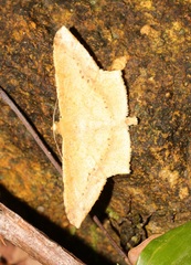 Krananda falcata