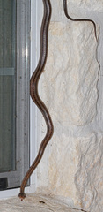 Pantherophis bairdi