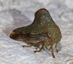 Telamona monticola