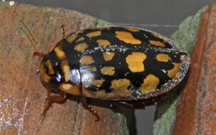 Thermonectus marmoratus