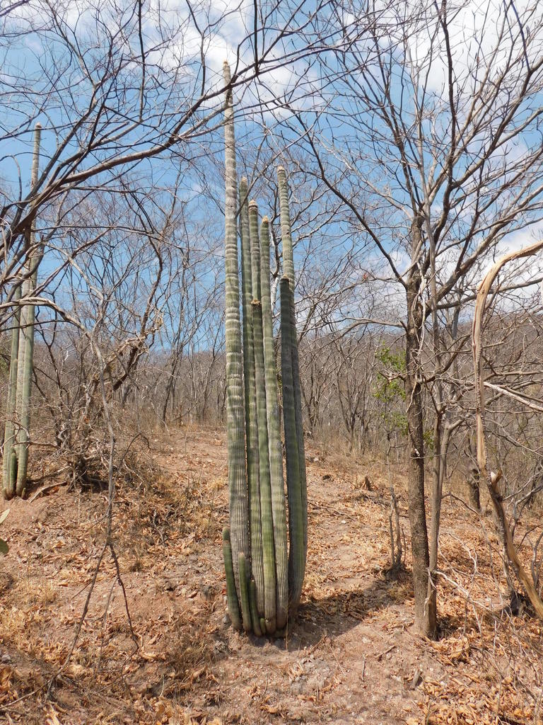 Cephalocereus apicicephalium in March 2018 by Pablo CarrilloReyes