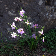 Olsynium douglasii