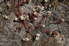 Dudleya nesiotica
