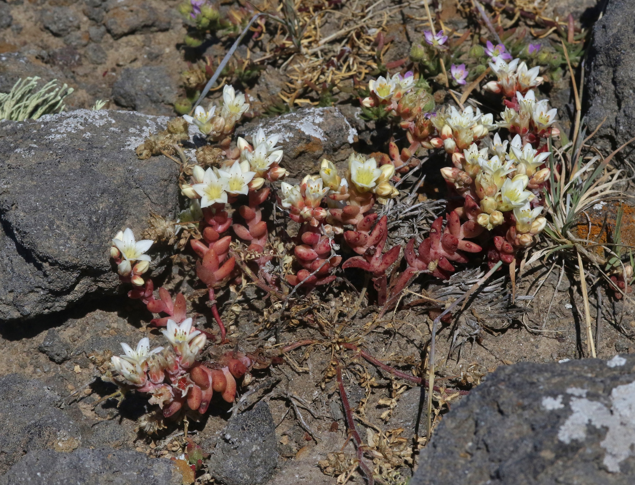 Santa Cruz Island dudleya Dudleya nesiotica iNaturalist United