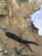 Haemopis sanguisuga