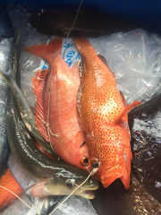 Epinephelus guttatus