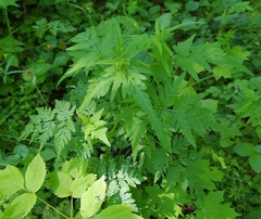 Torilis japonica