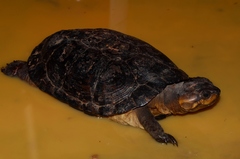 African Forest Turtle photo 2