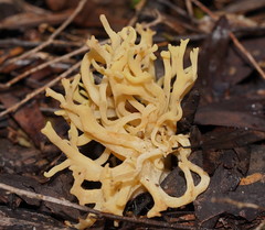 Ramaria watlingii
