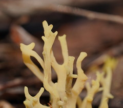Ramaria watlingii