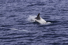 Lagenorhynchus albirostris