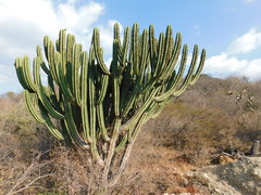 Myrtillocactus schenckii
