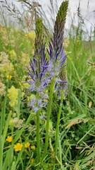 Phyteuma persicifolium