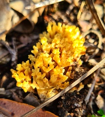 Ramaria capitata ochraceosalmonicolor