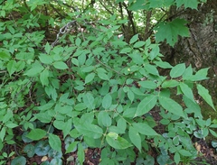 Euonymus verrucosus