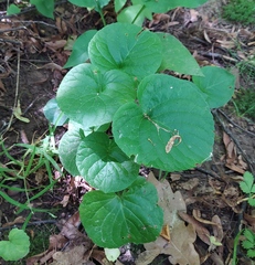 Viola mirabilis