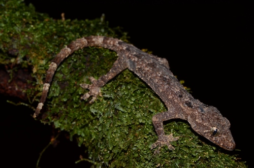 Guinea Leaf-toed Gecko