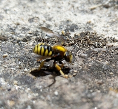 Trachusa