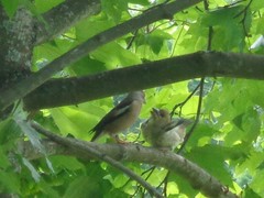 Coccothraustes coccothraustes