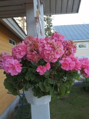 Pelargonium zonale