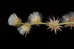 Lepidaploa canescens