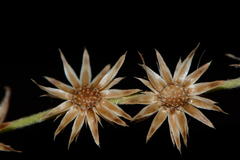 Lepidaploa canescens