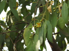 Sonneratia apetala