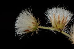 Lepidaploa canescens