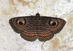 Calliodes pretiosissima