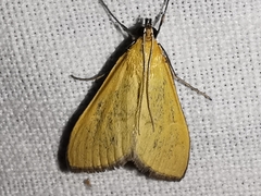 Mecyna lutealis