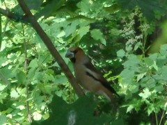 Coccothraustes coccothraustes