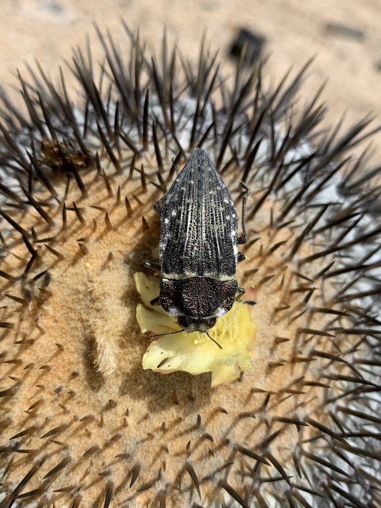 Ectinogonia superba