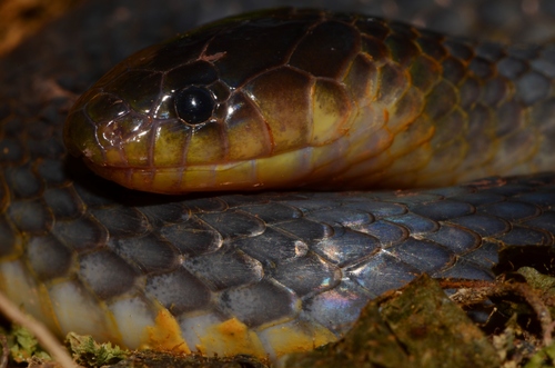 Western Forest Centipede-eater